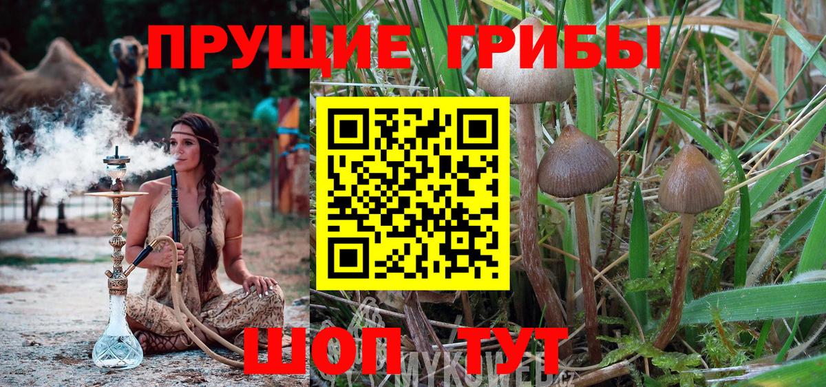 Галлюциногенные грибы MAGIC MUSHROOMS  Вход с VPN  Псилоцибиновые грибы Psilocybe  Гудермес 